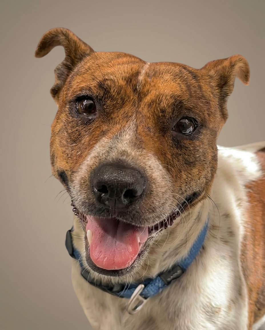 Angie βοΈ, a Staffie up for adoption