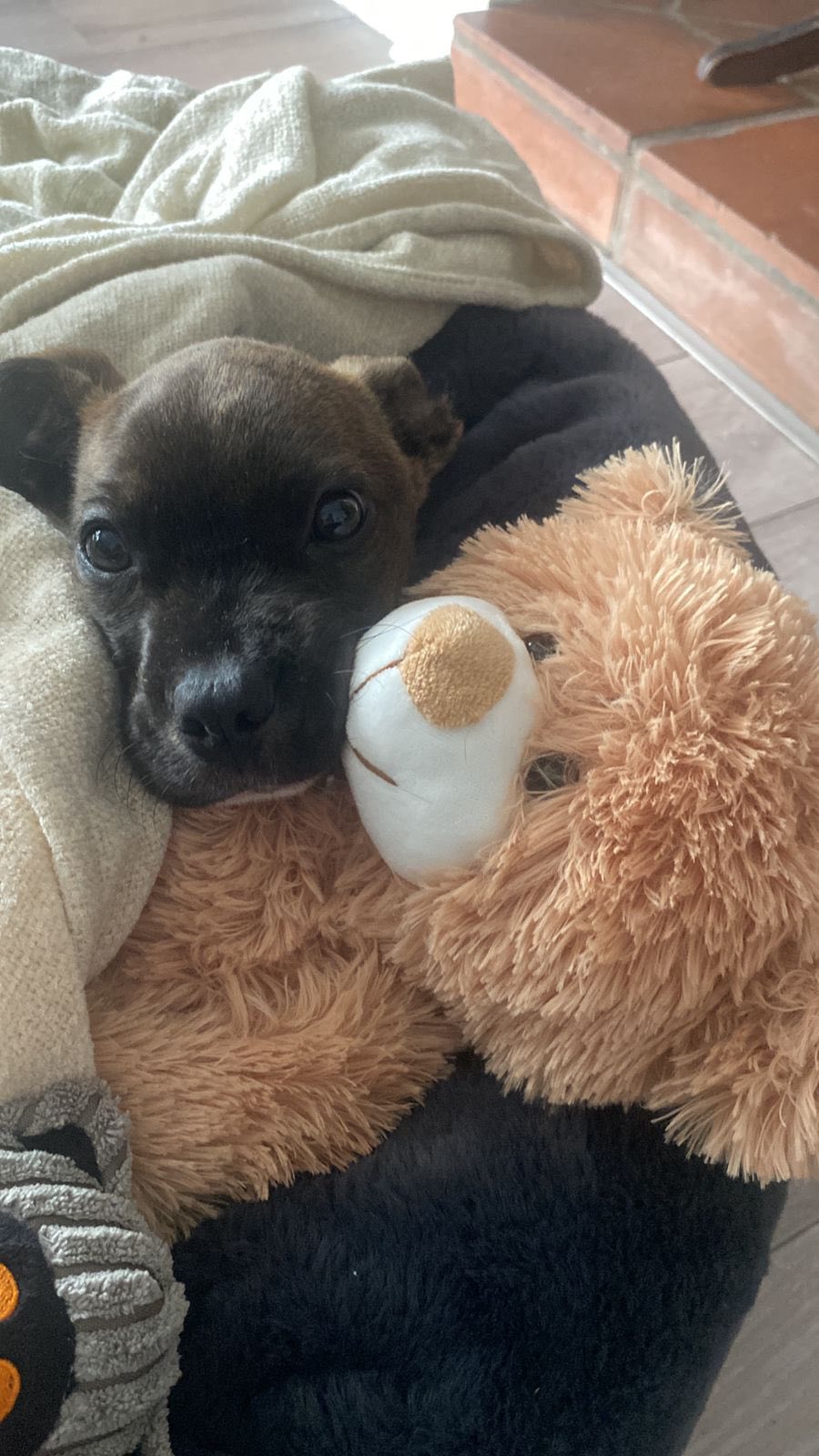 Little Asher, a tiny puppy curled up with a teddy bear