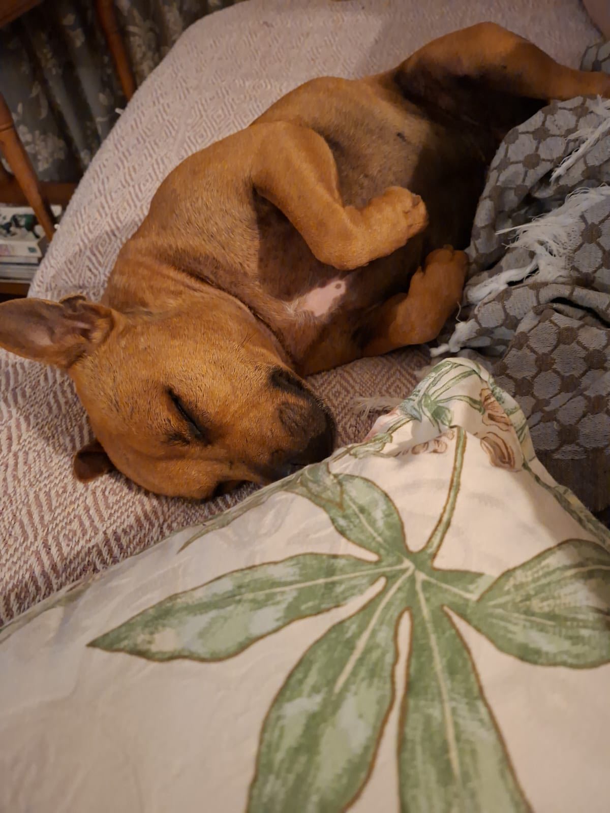 Boyo, a Staffie up for adoption