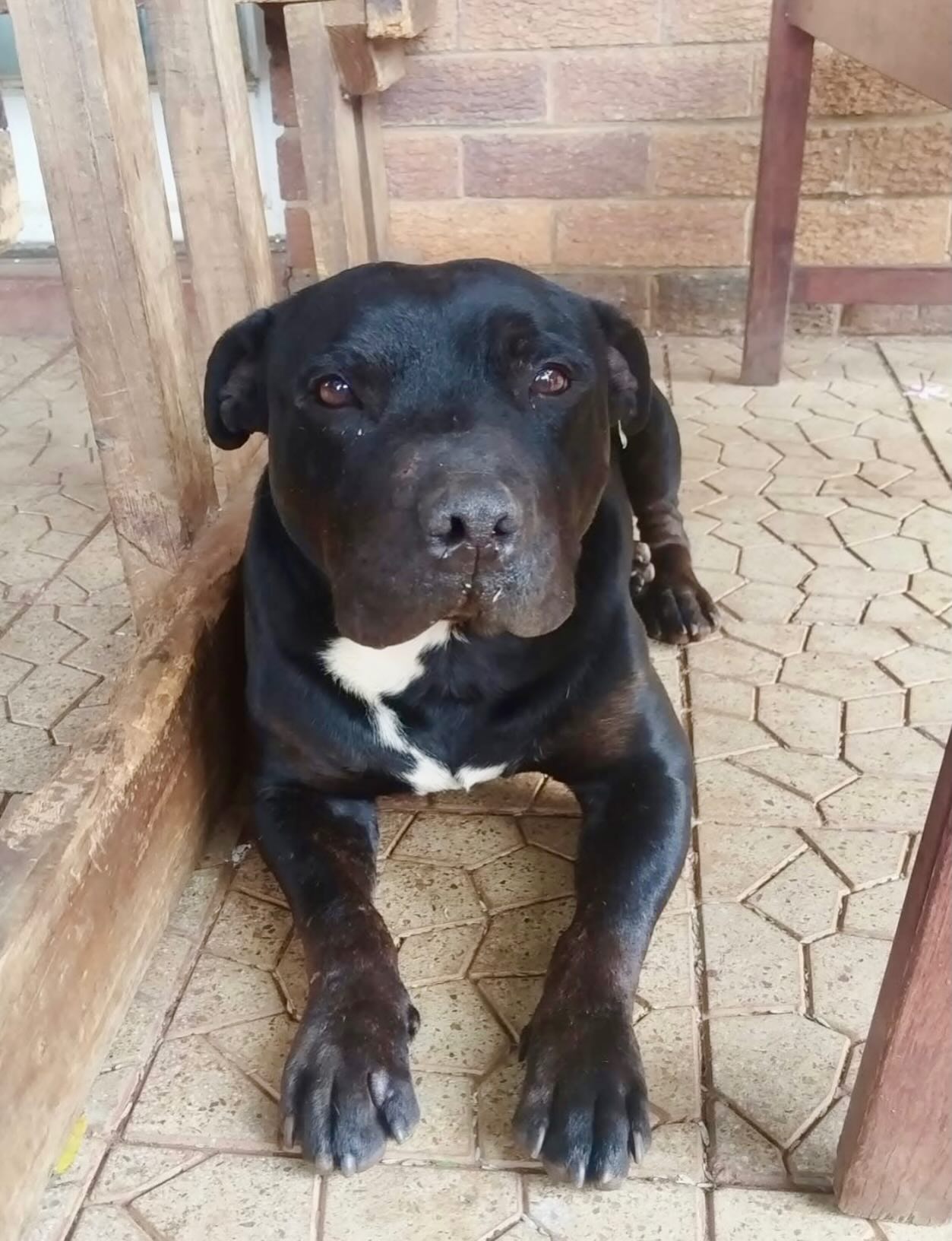 Bullet π, a Staffie up for adoption
