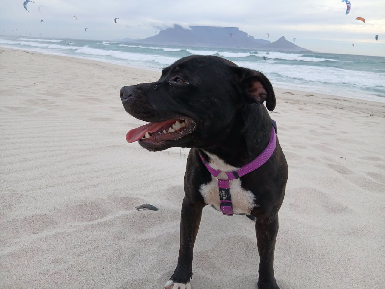 Lucky, a Staffie up for adoption