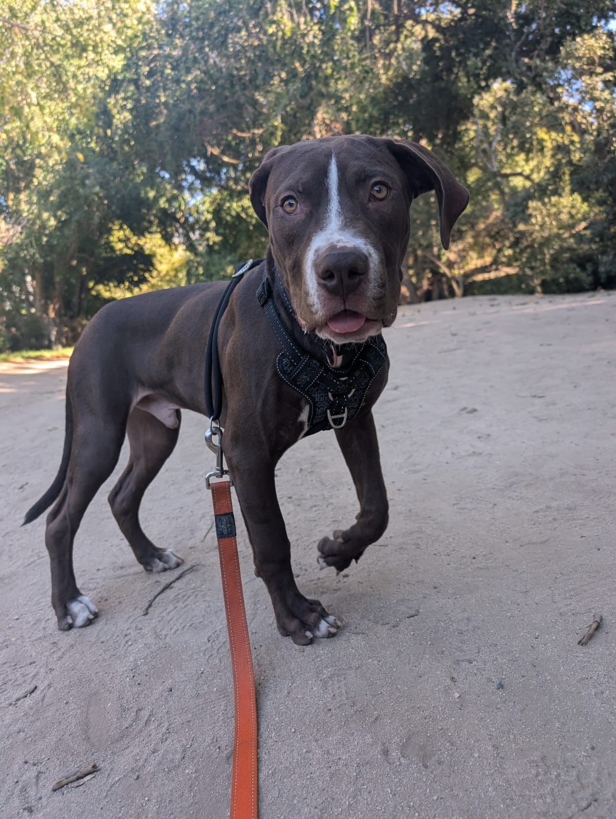 Rhys π, a Staffie up for adoption
