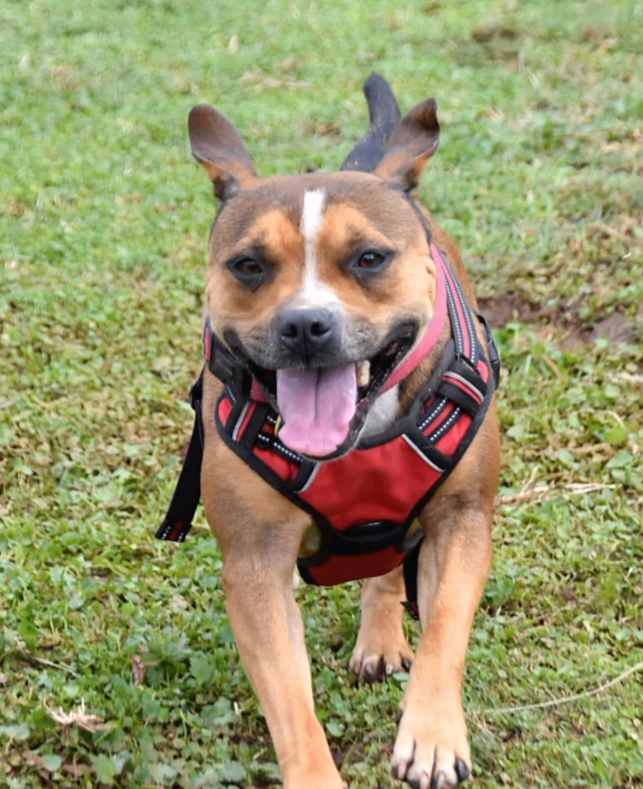 Ruby β¨, a Staffie up for adoption