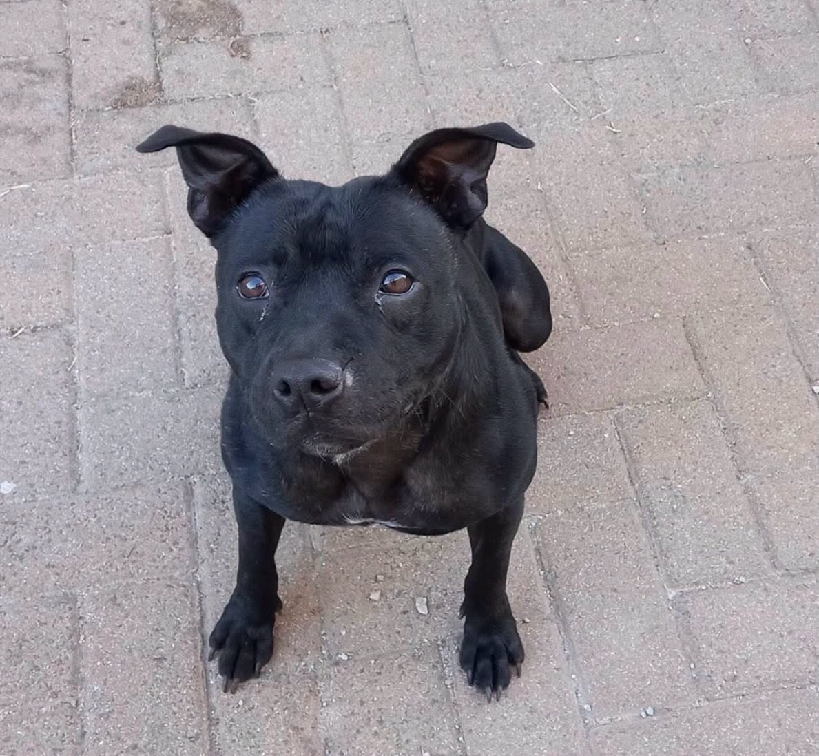 Storm π, a Staffie up for adoption